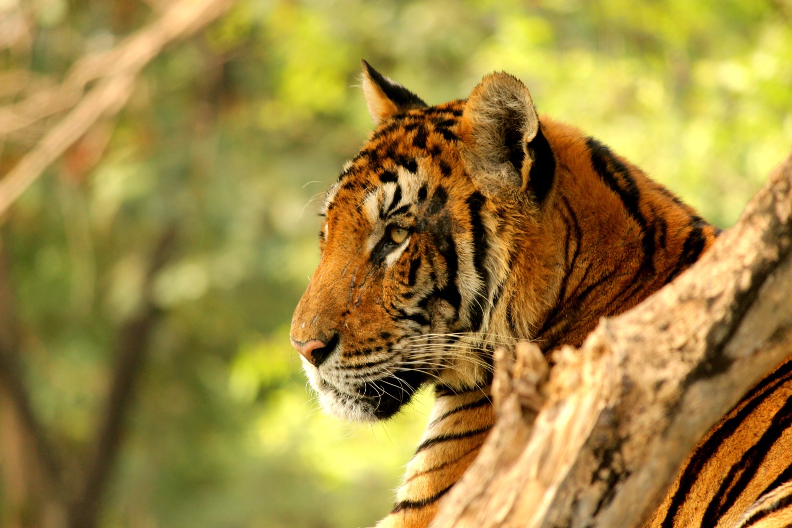 A Royal Bengal tiger photographed in the wild, staring directly at the camera. Photograph by Abhirup De via Wikimedia Commons, licensed CC BY-SA 3.0.